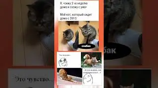 #мем #меме #мемы_тикток #мемы2023 #кот #котики #коты #котыприколы #мемас #мемасы