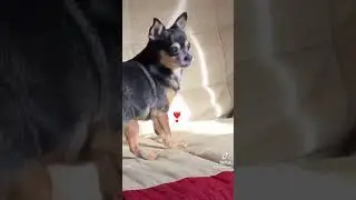 Гимн чихуахуа❣️
