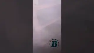 Коровы