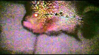 Video017