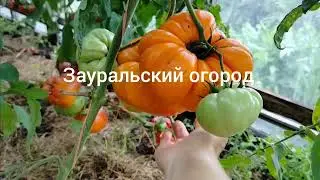 Томат Король Сибири