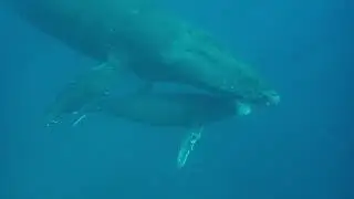 Le Chant des Baleines - Song of the Whales | Mohéli Laka Lodge