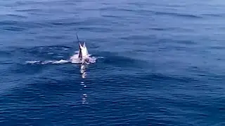 Mantap Sensasi Memancing Ikan Layaran Terbesar Di Laut Dalam Dengan Teknik Trolling
