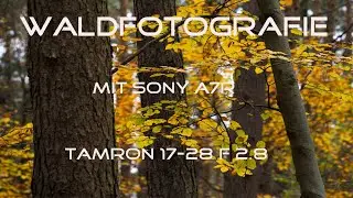 Waldfotografie im Herbst mit Sony a7R Tamron 17-28 f 2.8