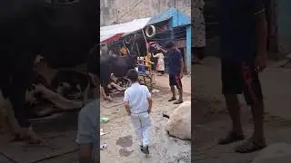 গরুর হাট