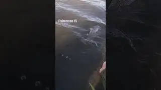 Відпускаю маленького САЗАНА #рибалка #короп #сазан #рибалка2024