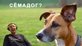 папич и собака(сабка)