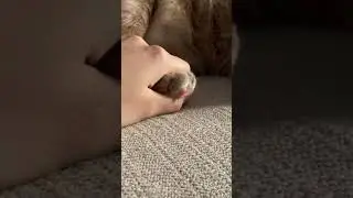 Squeezing My Cat’s Paw Close Up View