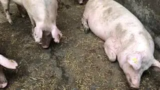 Дания_РАБОТА НА СВИНОФЕРМЕ_КАК ПРОКОЛОТЬ СВИНОМАТОК / HOW TO VACCINATE SOWS