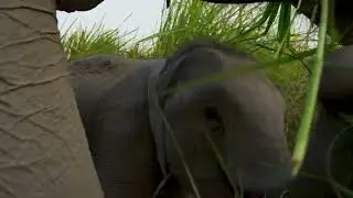 Planet Earth 2 [2016] - Asian Elephant Screen Time