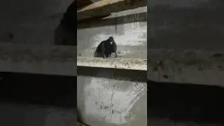 Erzurum kumrusu pala recep