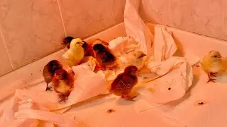 Don’t build a chicken brooder if you have one of these. Easy to clean and control the temperature.