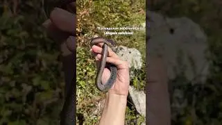 Колхидская веретеница - безобидная безногая ящерица. #reptiles #animals