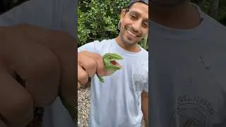 Quero ver por o dedo na Boca dele 🤣🤣🤣. #lagarto #reptile #reptiles