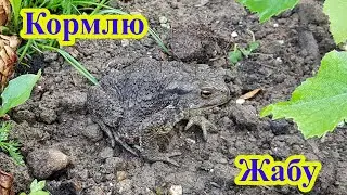 Кормлю жабу
