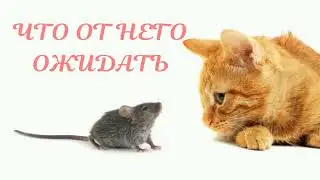 ЧТО ОТ НЕГО ОЖИДАТЬ