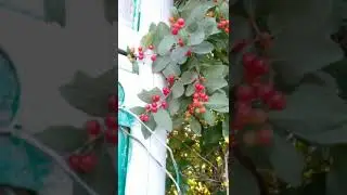 Волчья ягода.