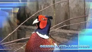 Фазаны в Усть-Алексеево