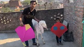 Ali Vs Nasir Kite Fight Challenge | Won Big Goat