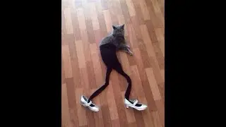 Приколы с животными!!!