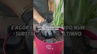 Dividindo a costela de Adão em duas! https://www.plantie.com.br/?utm_source=YTshorts