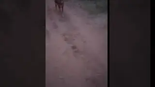 БОРИС и АЛЬФА прогулки на природе