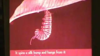 vintage filmstrip: The Monarch Butterfly
