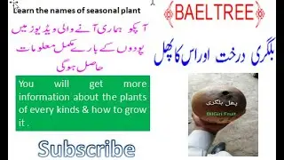 Bael tree ,Bilgir ,or Bilgiri tree