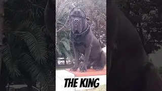 The King Loves His Glassess..!! 🕶️ / CANE COORSO #shorts #canecorso