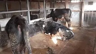 ТАРЗИ БОКИДАНИ БУКА КИСМИ 1/&     5 декабря 2020 г.