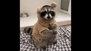 Raccoon montage #6