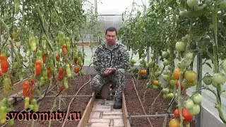 Как ухаживать и чем подкармливать томаты в августе