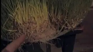 Гидропоника, проращивание пшеницы. _ Hydroponics, germination of wheat.