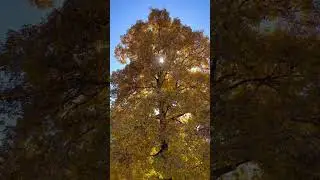 The magical Shagbark Hickory tree in the fall!