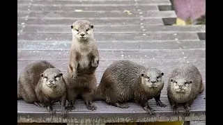 Погладь выдру, а то выдру!