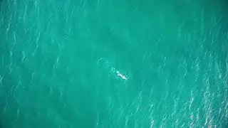Ocean Swimming - Aerial Footage - Free HD Stock Footage - No Copyright -