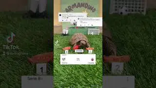 ⚫️PALERMO VS CITTADELLA🟤 #calcio #turtle #fantacalcio #seriea #highlights #palermo #cittadella