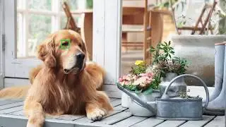 Sony | α | Real-time Eye AF for Animals