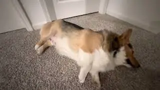 The Cutest Corgi Ever