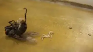 mosca pariendo