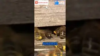 ¿conoces la apiterapia? tienes que saber esto #curiosidades #animals #viral #education #shorts