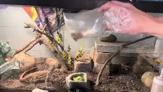 Bearded Dragon Enrichment!