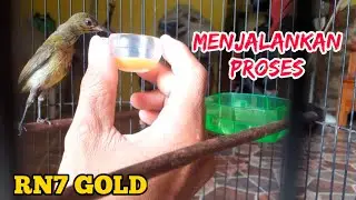 PROSES MENJINAKKAN KONIN IJOAN / TROTOLKOLIBRI NINJA / KONIN TROTOL || RN7 GOLD | 005