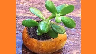 Como hacer una maceta decorativa en una jícara 🌱🌱Decoracion de Jardin