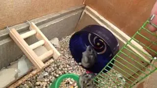 Хомяки джунгарские