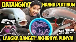 AKHIRNYA CHANNA PLATINUM PERTAMA AKU DATANG! LANGKA BANGET JARANG ADA YANG PUNYA! DIKASIH KEPITING!