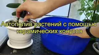 Автополив растений с помощью керамических конусов