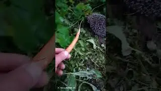 ёжик лешие #ежик #россия #приколы