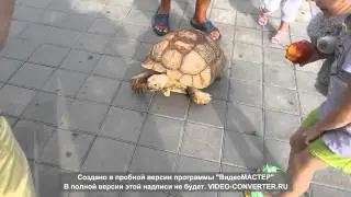 Попытка побега