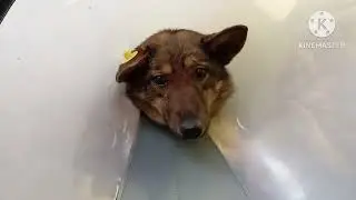 искорка принимает водные процедуры